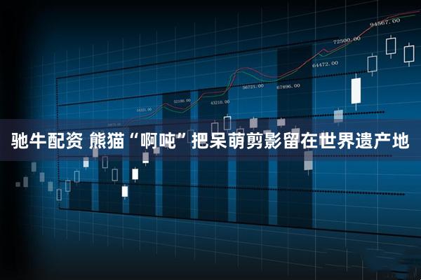 驰牛配资 熊猫“啊吨”把呆萌剪影留在世界遗产地